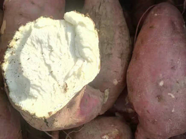 淄博UG环球粉条厂鲜地瓜粉条上市